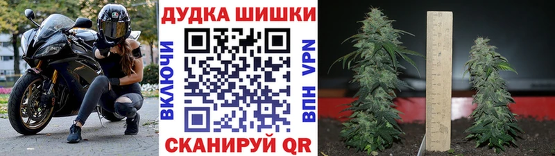 Каннабис индика Шарья